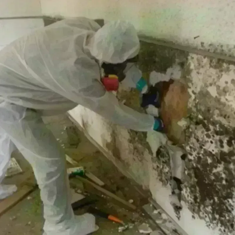 Mold Remediation and Removal in Ninnekah, OK